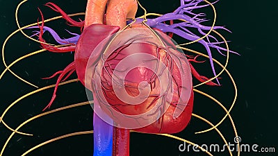 Human Heart Stock Photo